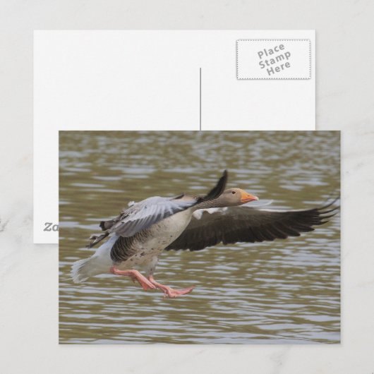 Greylag Gänse Postkarte (Vorne/Hinten)
