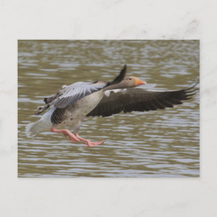 Greylag Gänse Postkarte
