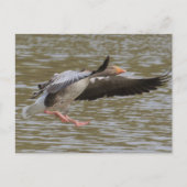Greylag Gänse Postkarte (Vorderseite)