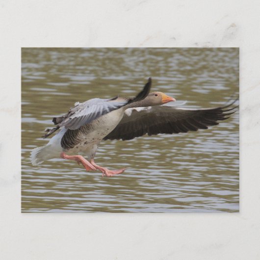Greylag Gänse Postkarte (Vorderseite)