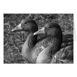 Greylag Geese B&W