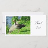 Greylag Goose - Danke (Vorderseite)