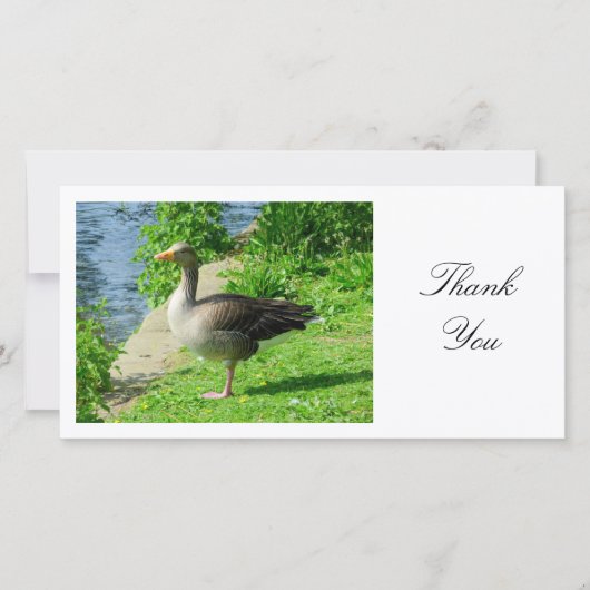 Greylag Goose - Danke (Vorderseite)