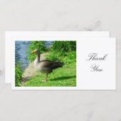 Greylag Goose - Danke (Vorne/Hinten)