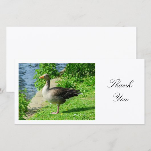 Greylag Goose - Danke (Vorne/Hinten)