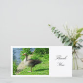 Greylag Goose - Danke (Stehend Vorderseite)