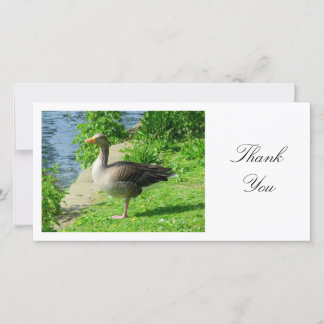 Greylag Goose - Danke