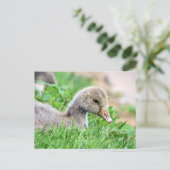 Greylag Goose Gosling Postkarte (Stehend Vorderseite)