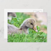 Greylag Goose Gosling Postkarte (Vorne/Hinten)