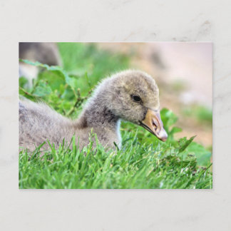 Greylag Goose Gosling Postkarte