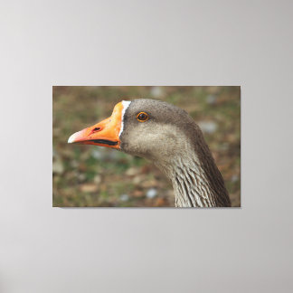 Greylag Swan Goose Cross Leinwanddruck