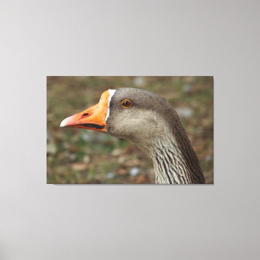 Greylag Swan Goose Cross Leinwanddruck (Vorderseite)