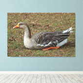 Greylag Swan Goose Cross Leinwanddruck (Insitu (Holzboden))