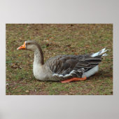 Greylag Swan Goose Cross Poster (Vorne)