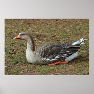 Greylag Swan Goose Cross Poster