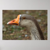 Greylag Swan Goose Cross Poster (Vorne)