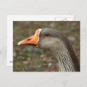 Greylag Swan Goose Cross Postkarte (Vorne/Hinten)