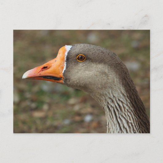 Greylag Swan Goose Cross Postkarte (Vorderseite)