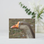 Greylag Swan Goose Cross Postkarte (Stehend Vorderseite)