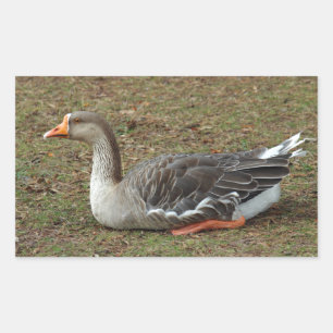 Greylag Swan Goose Cross Rechteckiger Aufkleber