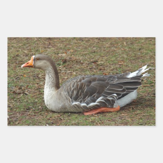 Greylag Swan Goose Cross Rechteckiger Aufkleber (Vorderseite)