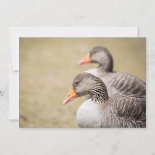 Griechen-Gänse-Natur-Fotokarte