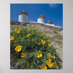 Griechenland, die Kykladen-Inseln, Mykonos, Blumen Poster