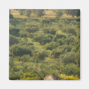 GRIECHENLAND, Ionische Inseln, KEFALONIA, Havriata Magnet