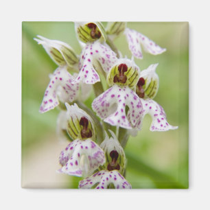 Griechenland, Kreta. Orchid in Blüte Orchis Magnet