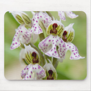 Griechenland, Kreta. Orchid in Blüte Orchis Mousepad