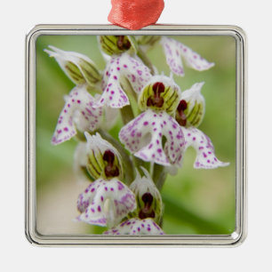 Griechenland, Kreta. Orchidee in Blüte Orchis Silbernes Ornament