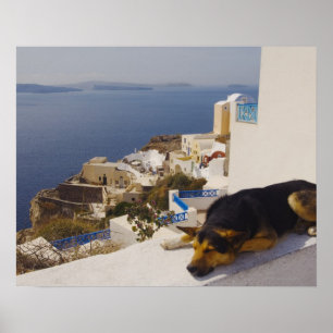 Griechenland, Santorini Island, Oia City, Hund sch Poster