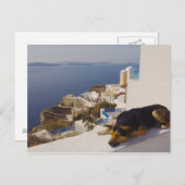 Griechenland, Santorini Island, Oia City, Hund sch Postkarte (Vorne/Hinten)