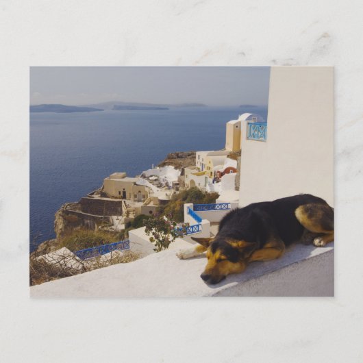 Griechenland, Santorini Island, Oia City, Hund sch Postkarte (Vorderseite)
