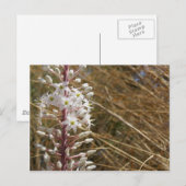 Griechische Blume Postcard Postkarte (Vorne/Hinten)