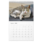 Griechische Katzen - Schnappschüsse der kleinen Ge Kalender (Jan 2026)