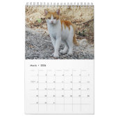 Griechische Katzen - Schnappschüsse der kleinen Ge Kalender (Mär 2026)