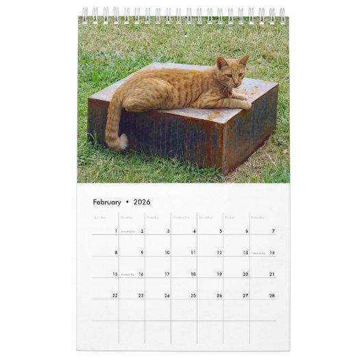 Griechische Katzen - Schnappschüsse der kleinen Ge Kalender (Feb 2026)