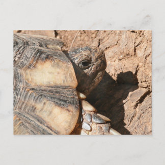 Griechische Land-Schildkröte/Schildkröte Postkarte