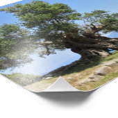 Griechischer Olivenbaum (Kefalonia) Fotodruck (Ecke)