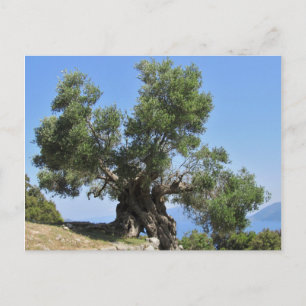 Griechischer Olivenbaum (Kefalonia) Postkarte