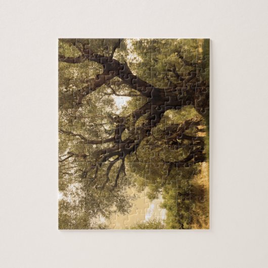 Griechischer Olivenhain Puzzle (Vertikal)