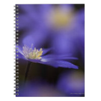 Griechischer Windflower, beständige blaue Blume