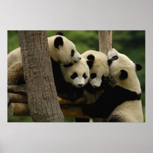 Griesiger Panda-Baby Ailuropoda melanoleuca) 4 Poster