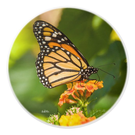 Griff von Phototür eines Schmetterlinges (Vorderseite)