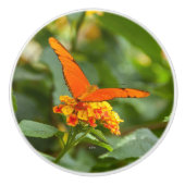 Griff von Phototür eines Schmetterlinges auf einer (Vorderseite)