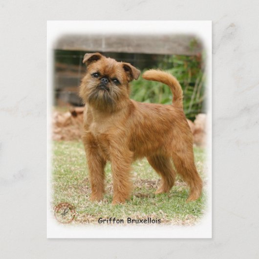 Griffon Bruxellois 9Y406D-078 Postkarte (Vorderseite)