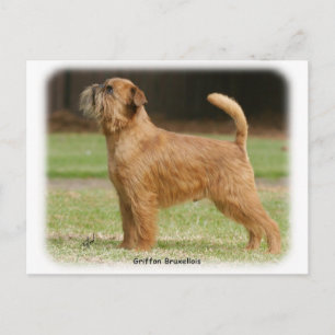 Griffon Bruxellois 9Y406D-086 Postkarte