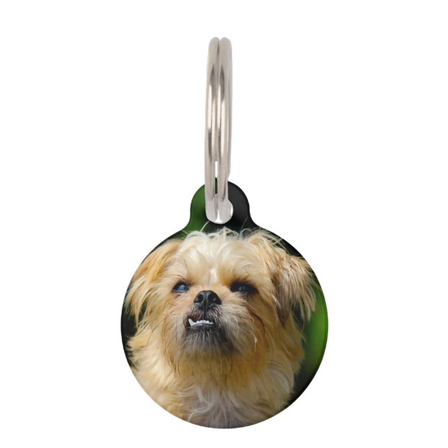 Griffon Dog Haustiermarke (Vorderseite)