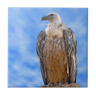 Griffon-Geier Fliese